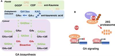 Effects of gibberellins on important agronomic traits of horticultural plants